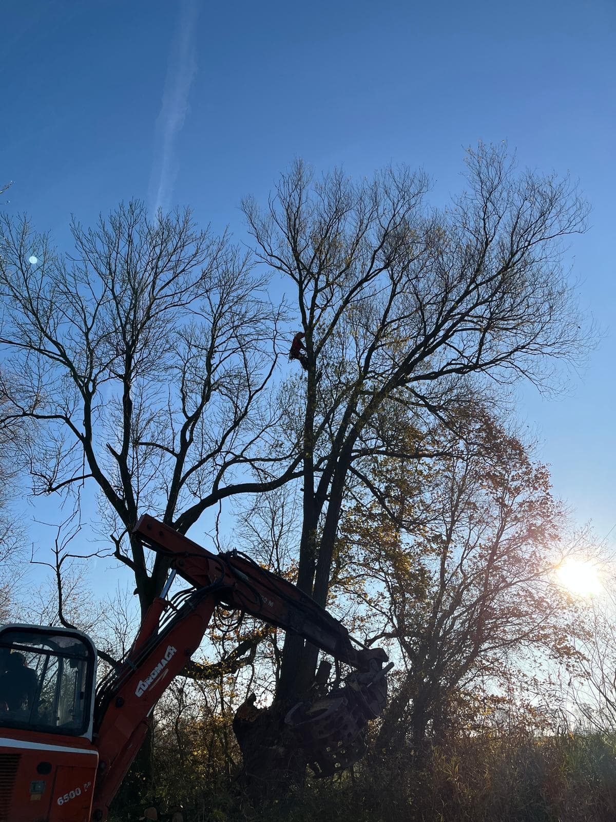 Kácení a řez stromů