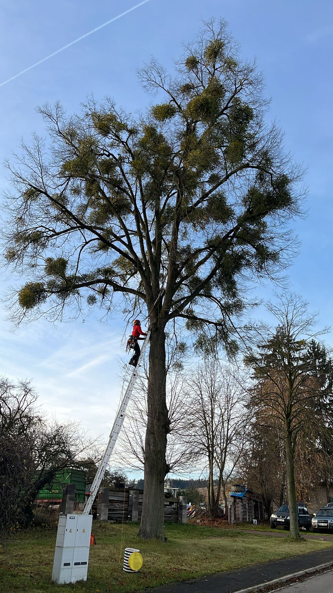 Řez dřevin – arborista ve výškách