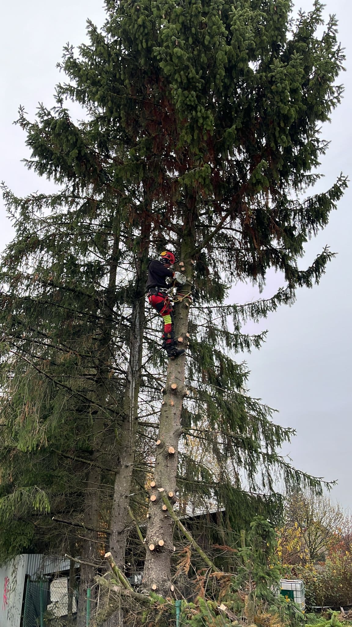 Profesionální řez dřevin