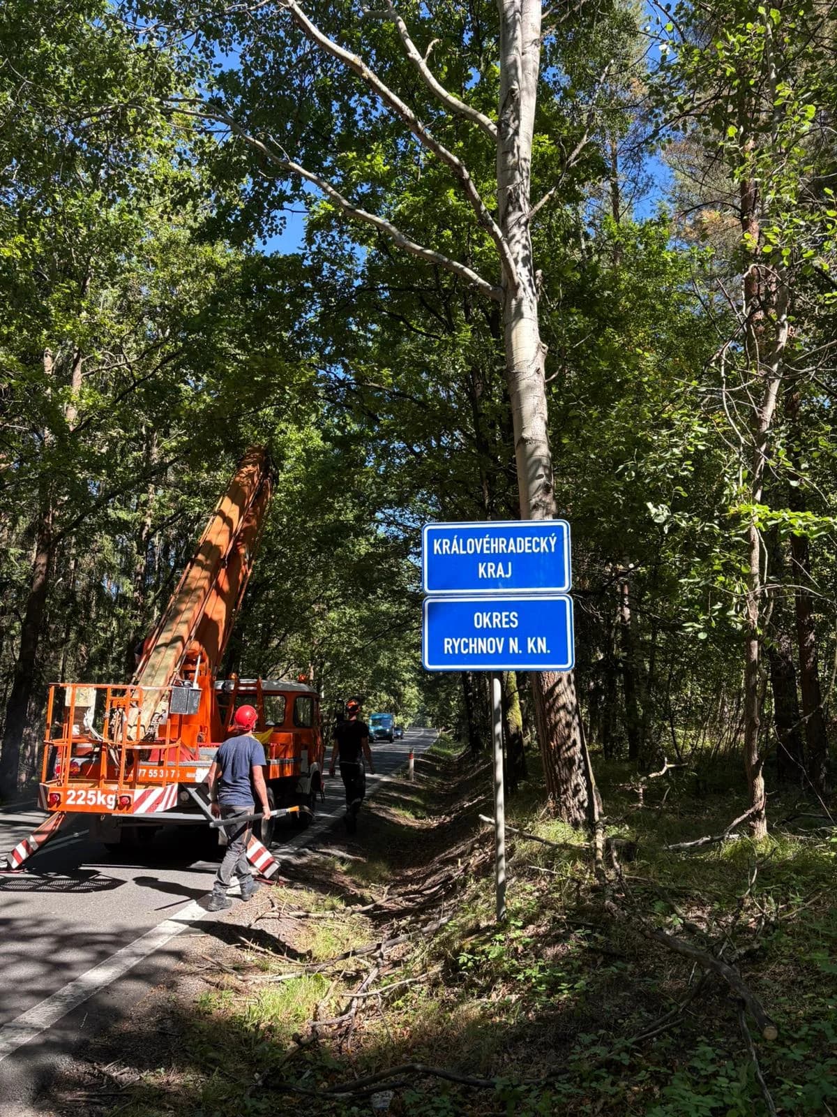 Havárijní kácení stromu