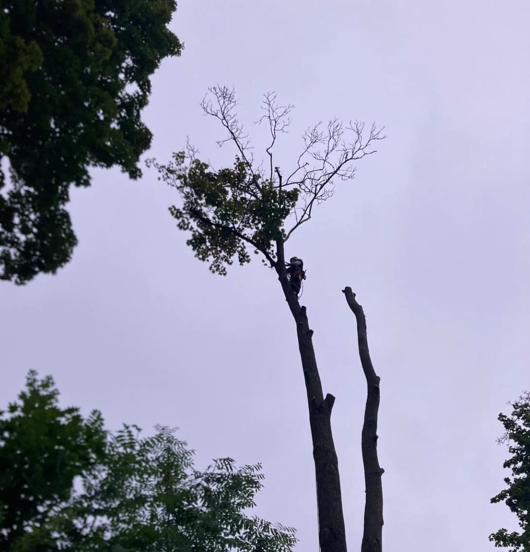 Havárijní kácení stromu