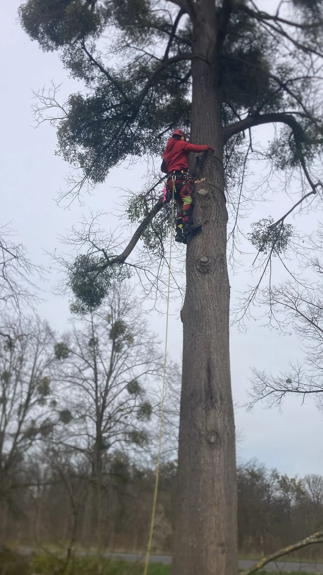Havárijní kácení stromu