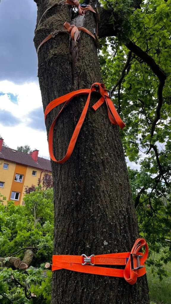 Havárijní kácení stromu