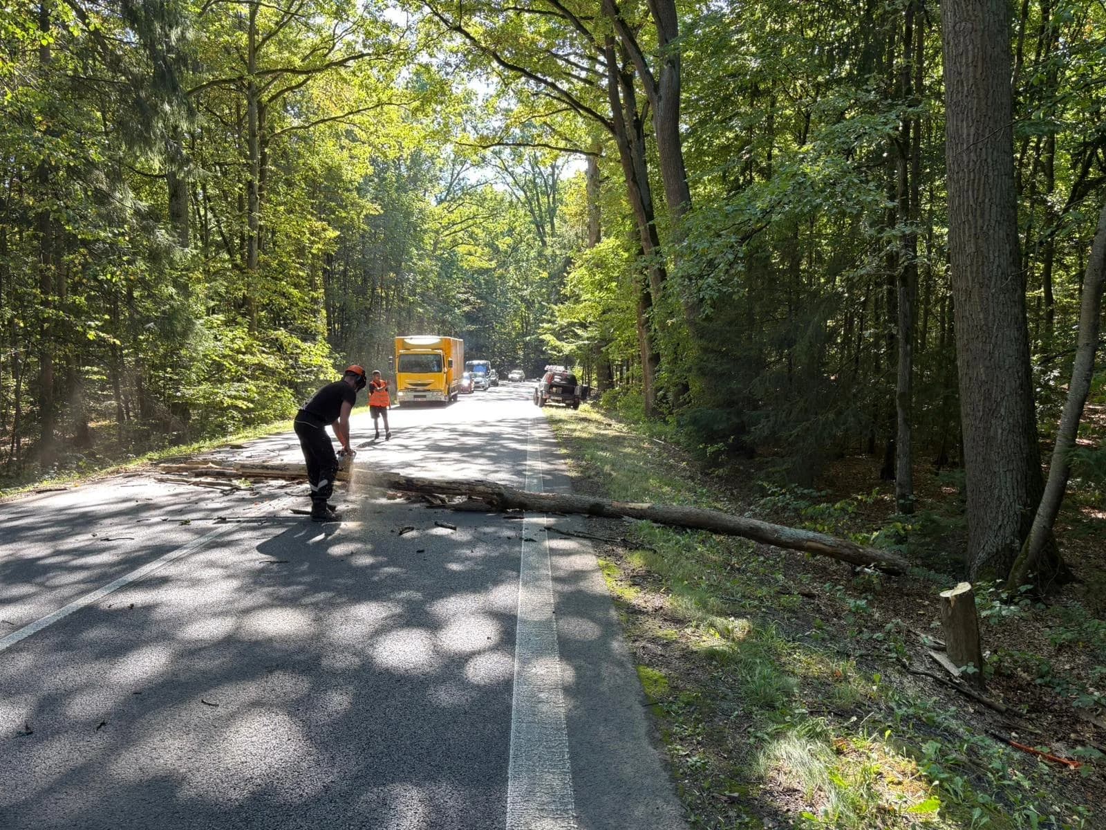 Kácení stromu v blízkosti silnice