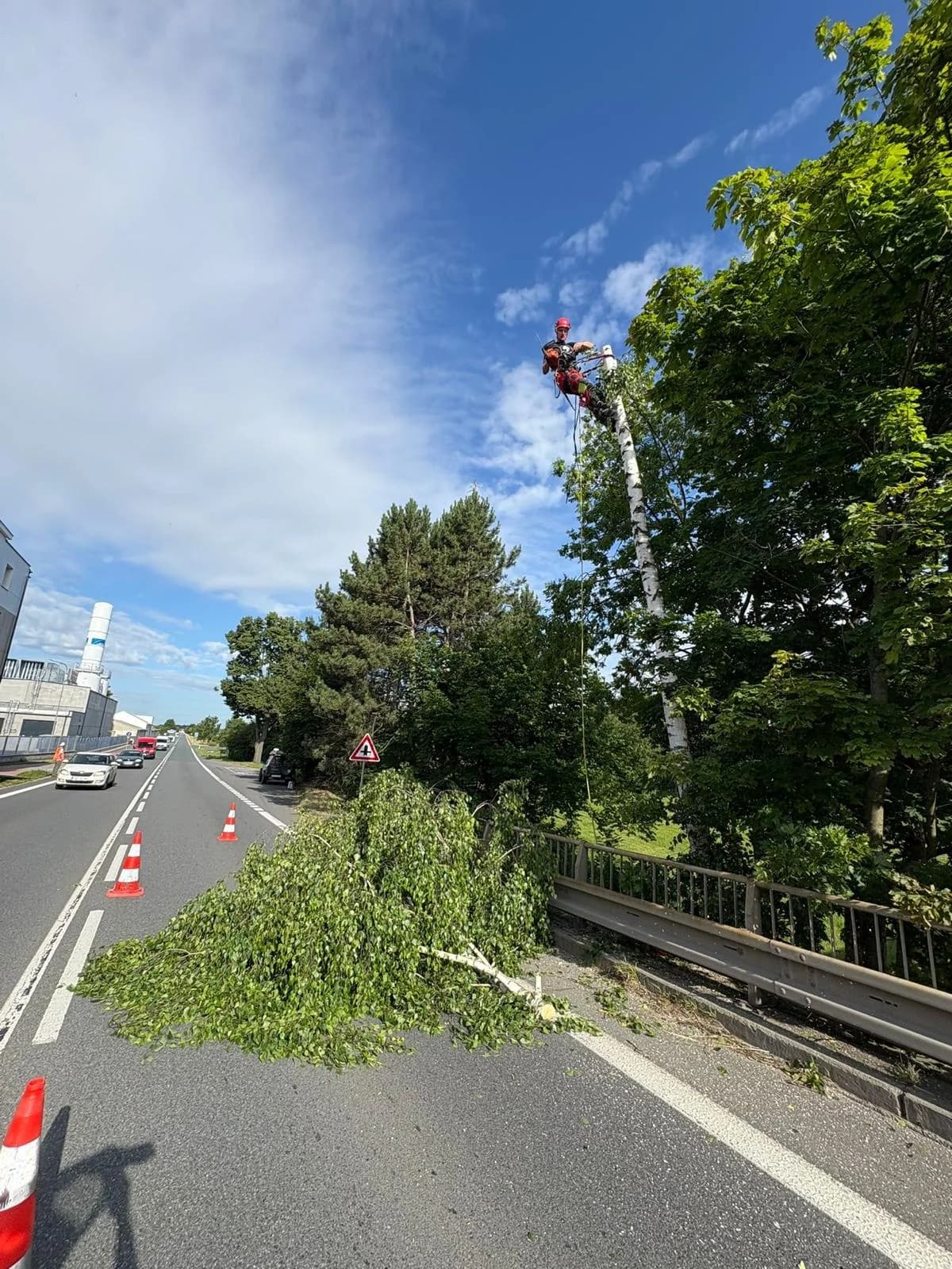 Havárijní kácení – birka nad silnicí