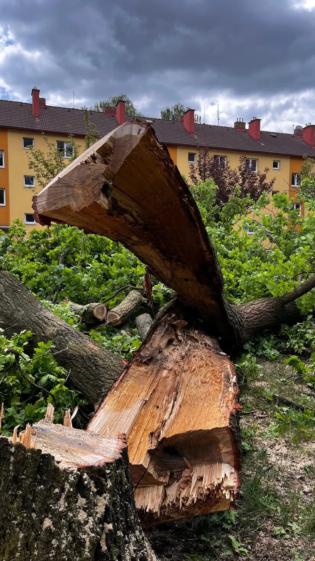 Havarijní stav – zlomený kmen