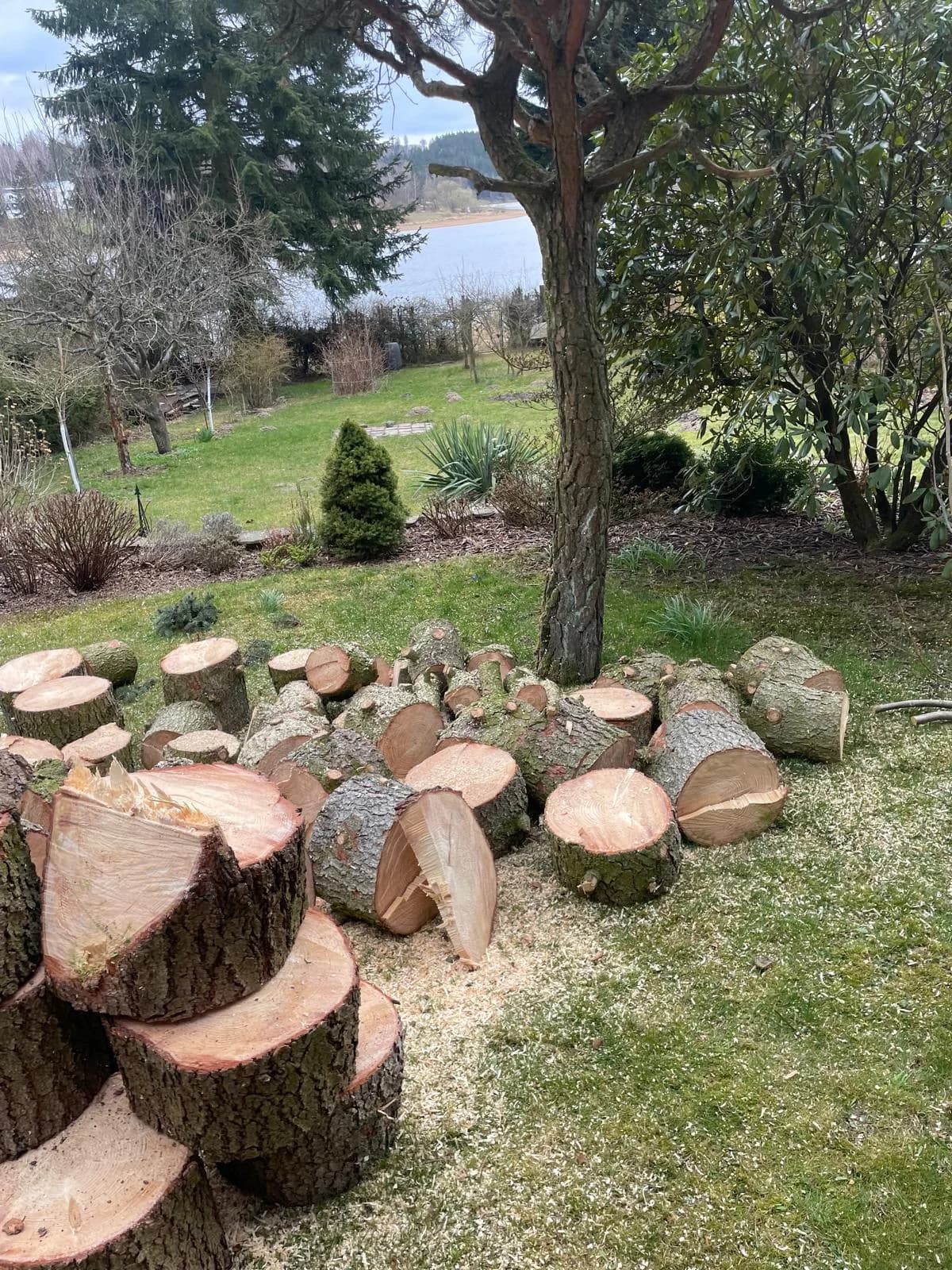 Naskládaná polena po kácení v zahradě