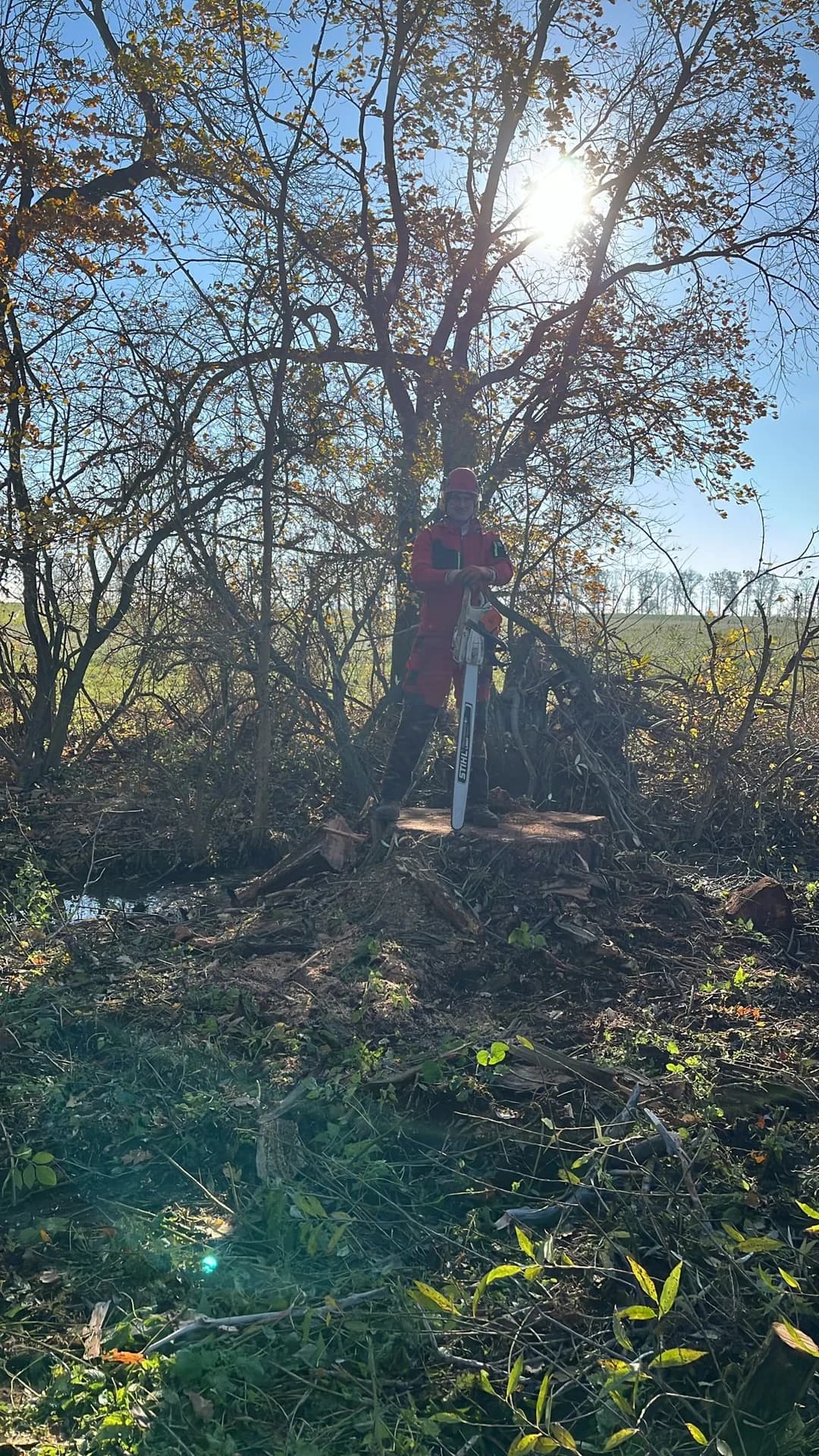 Kácení a řez stromu – výsledek práce