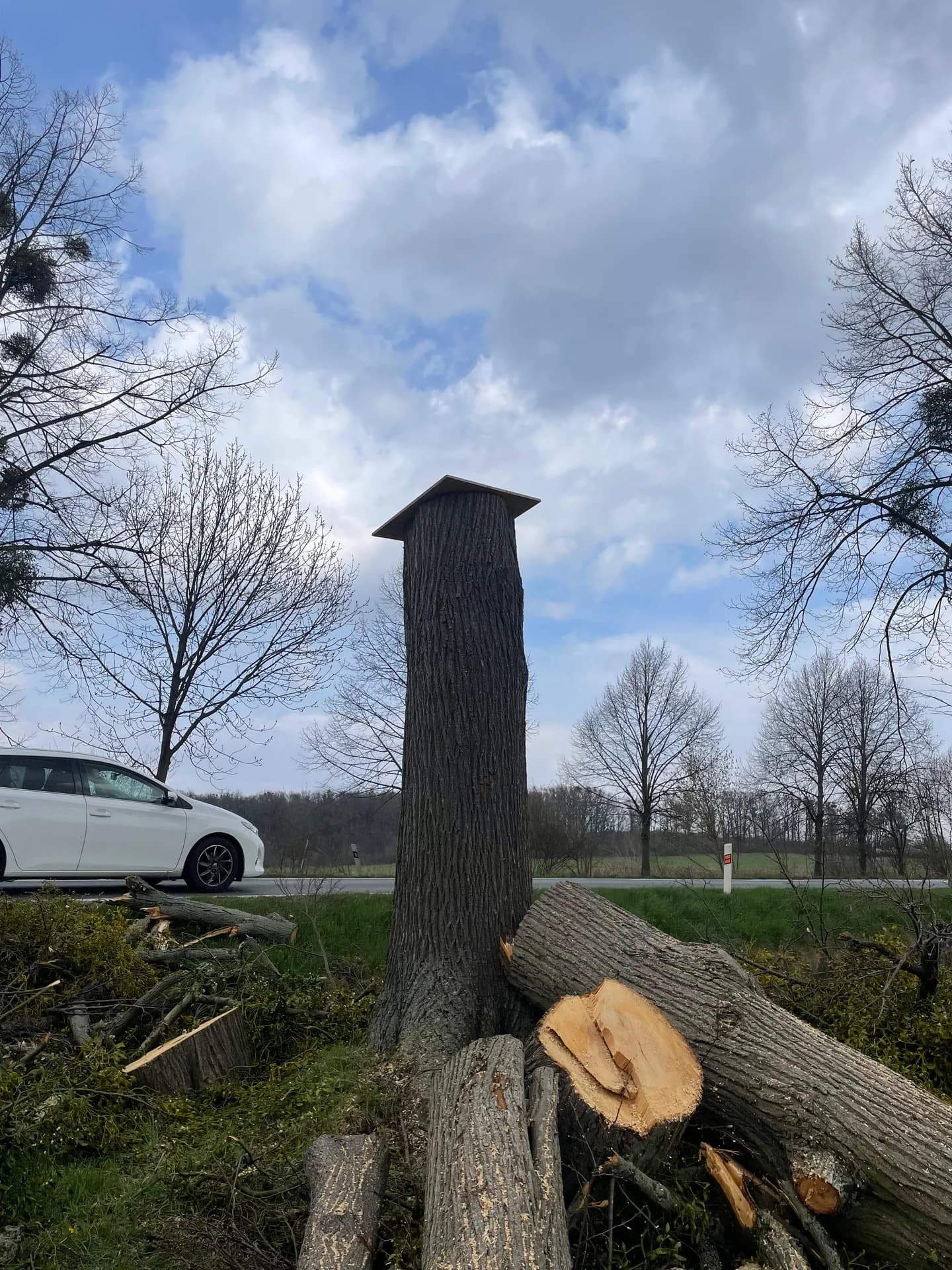 Pařez s pokácenými klády u silnice