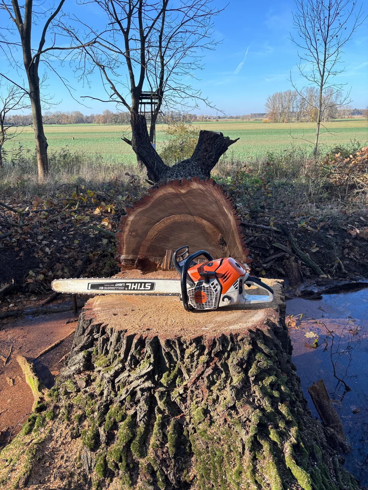 Rizikové kácení stromu – pařez s motorovou pilou