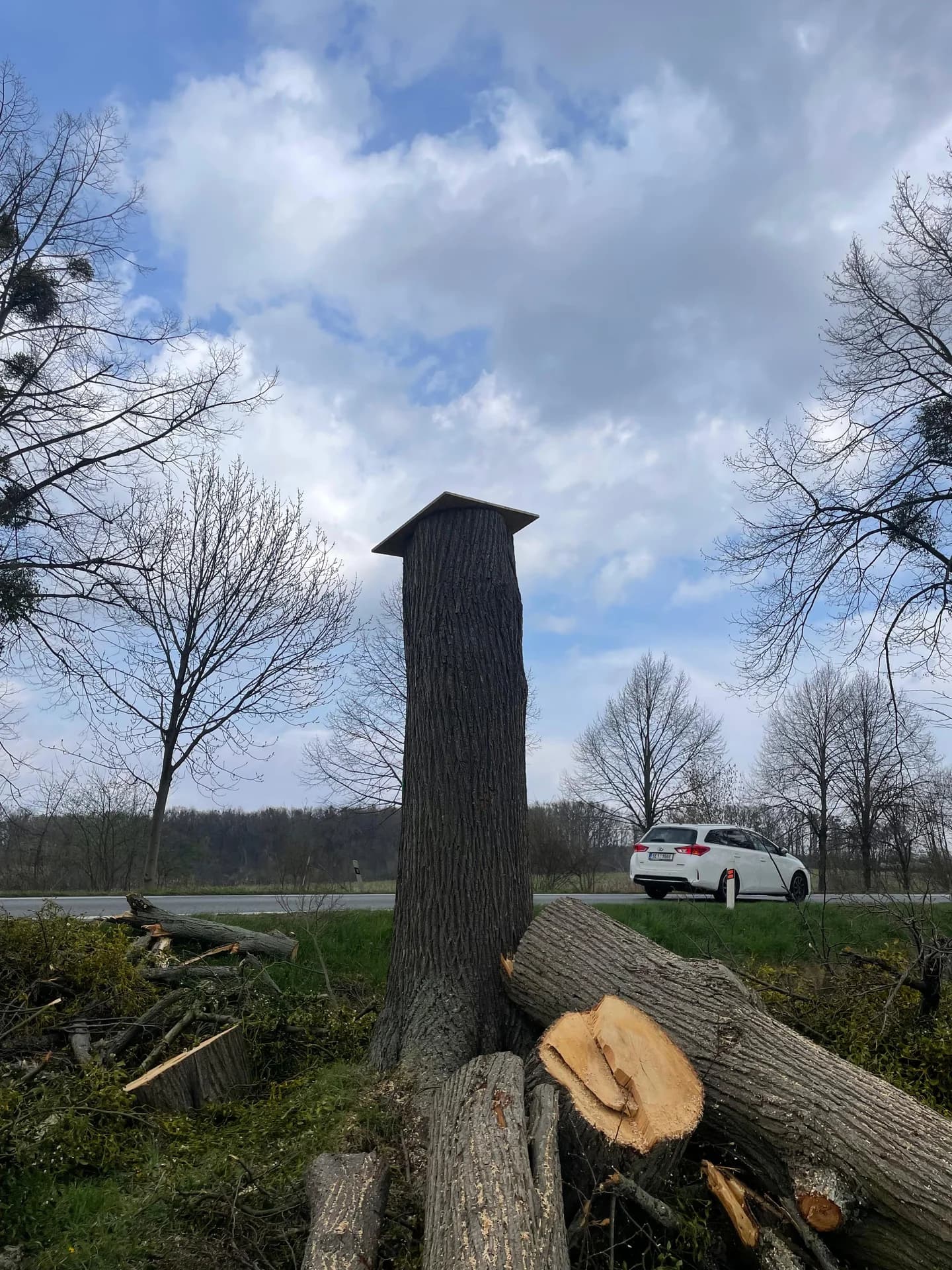 Pařez stromu u komunikace