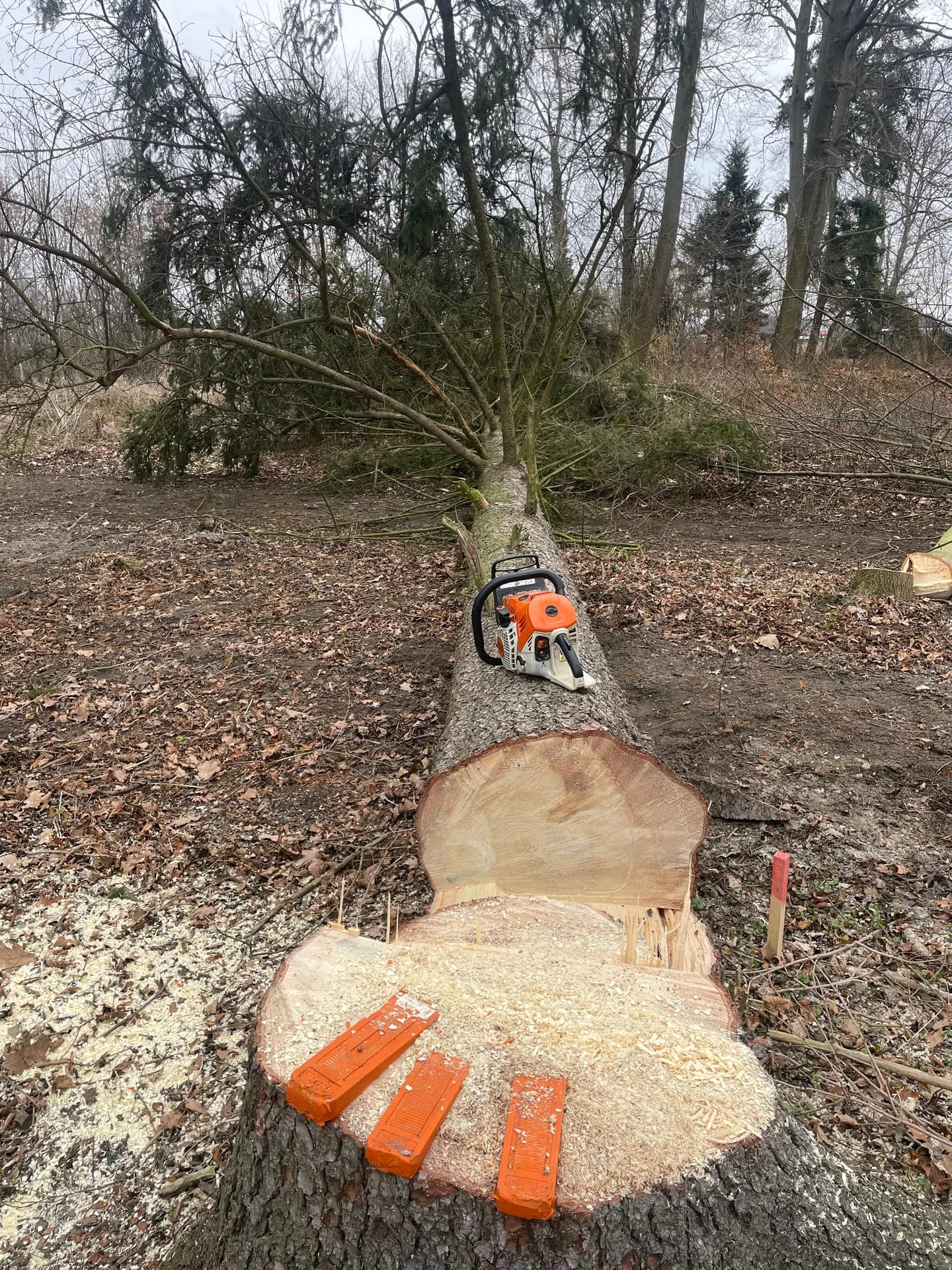 Čerstvě pokácený strom s motorovou pilou