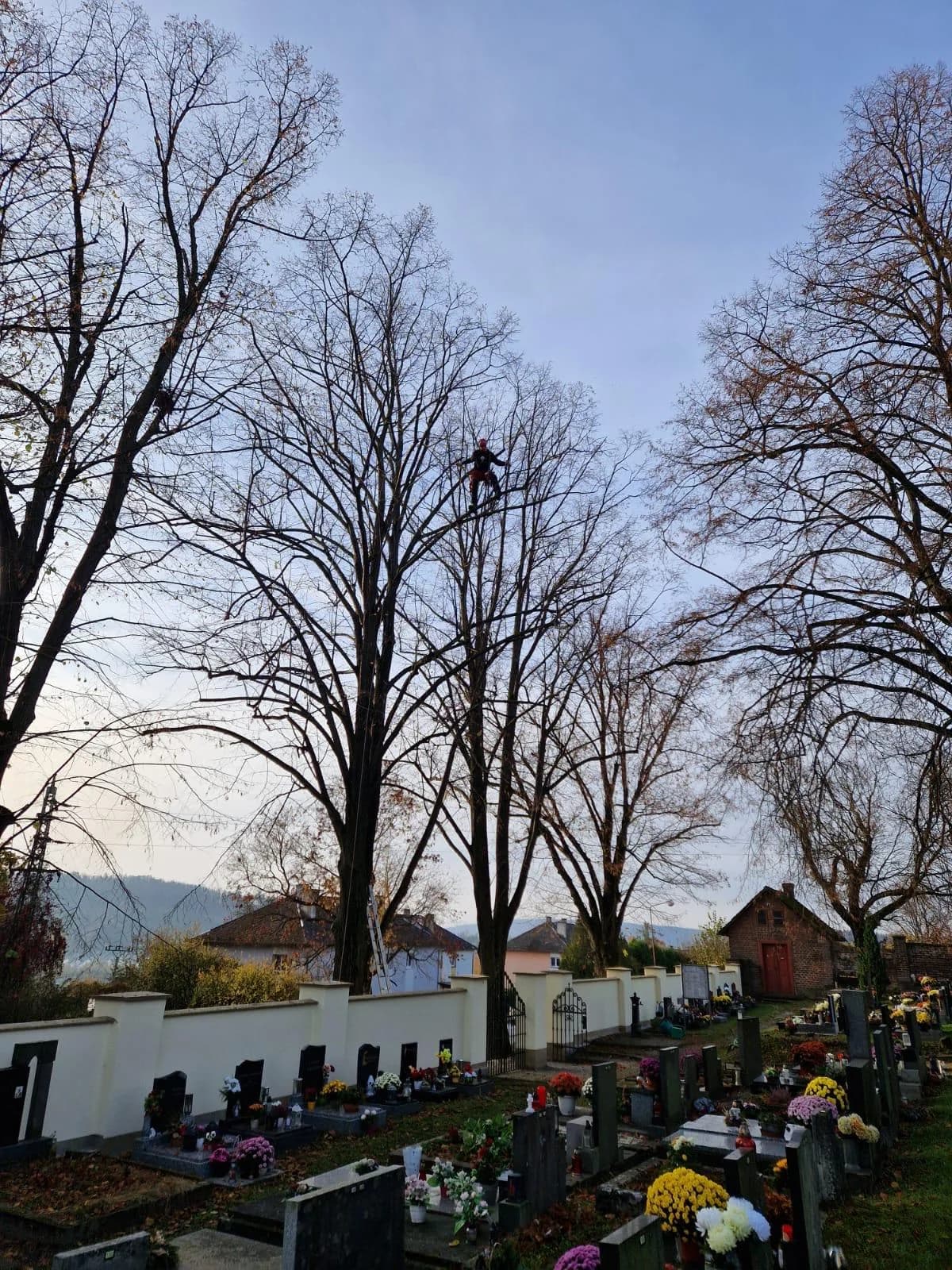 Kácení stromů u hřbitova