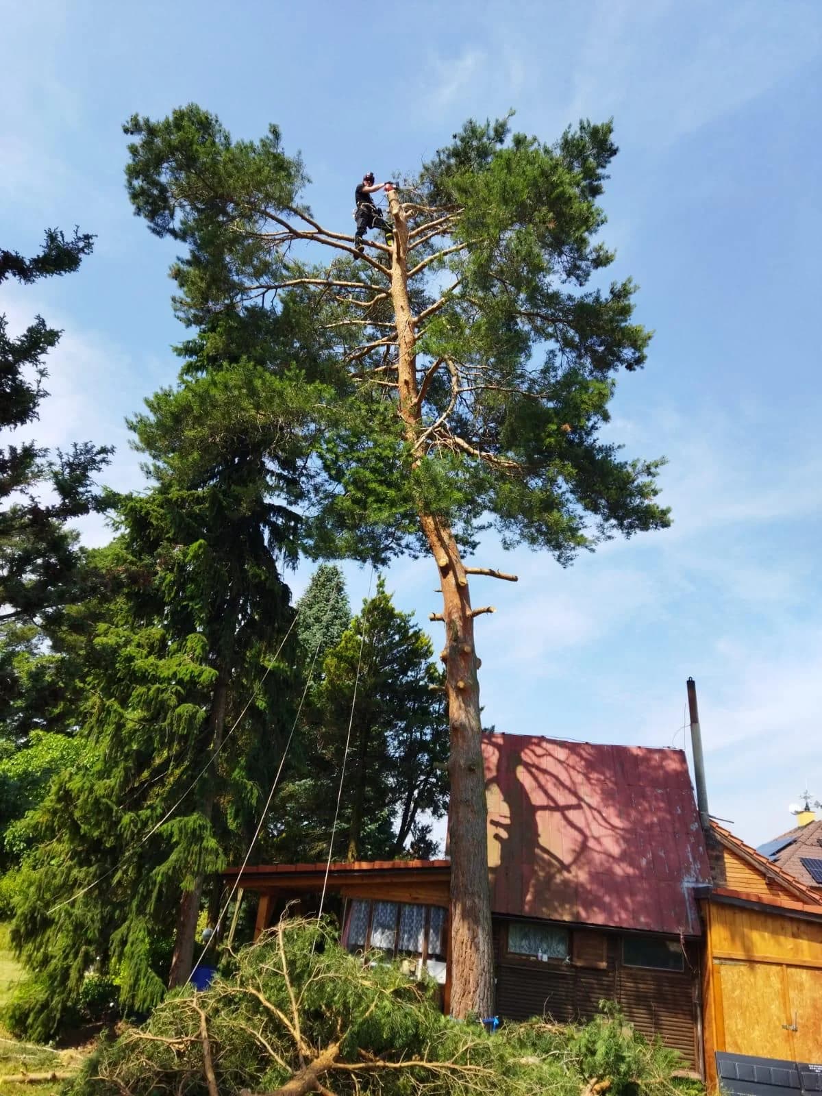 Kácení smrku u rodinného domu