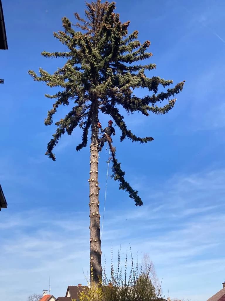 Arborista v koruně smrku