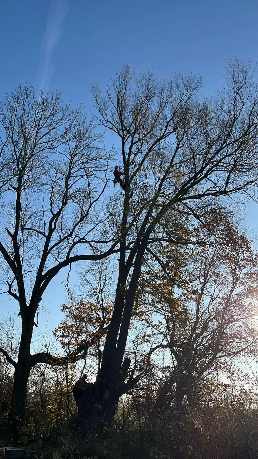 Arborista v koruně listnatého stromu