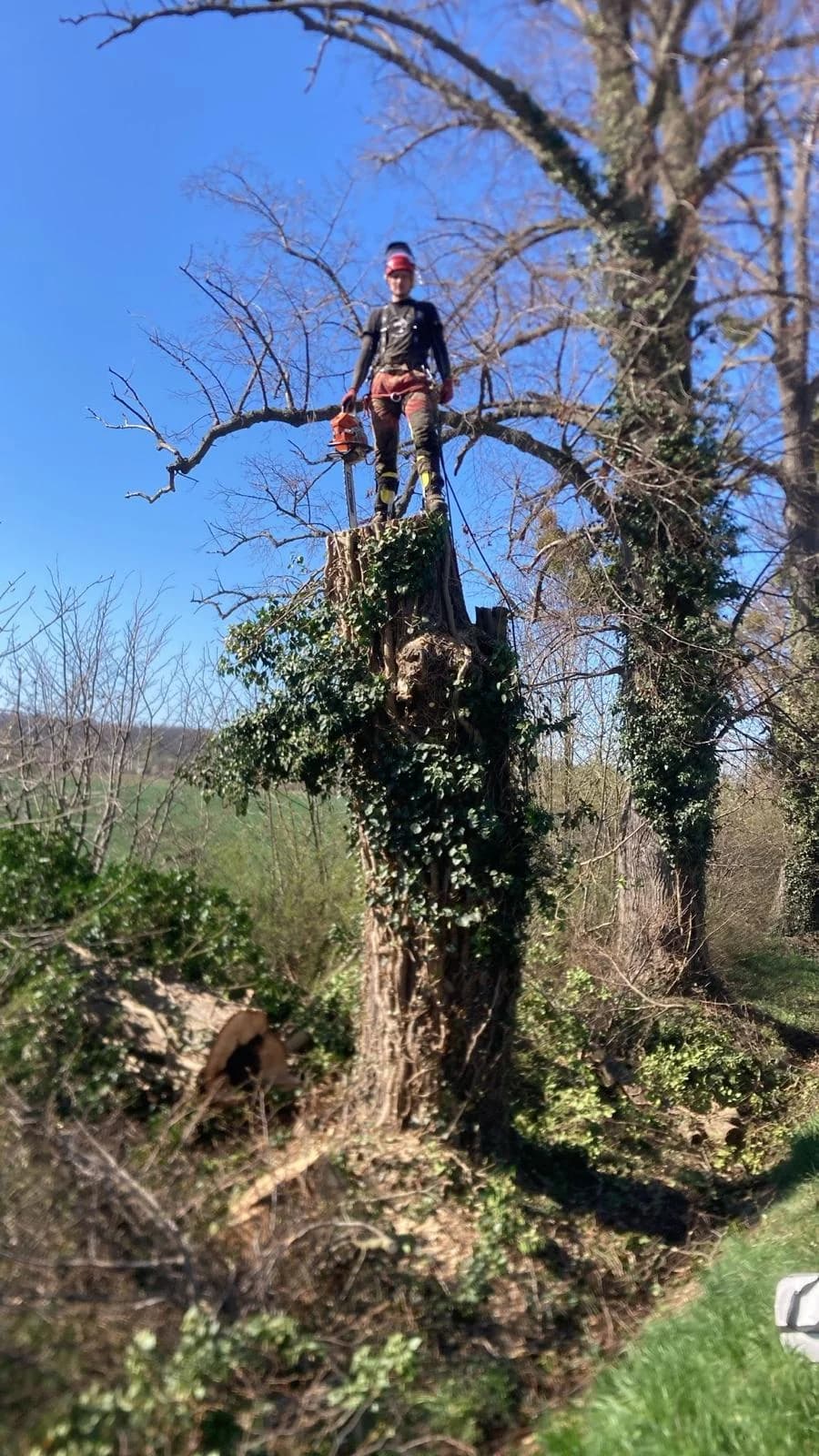 Arborista stojí na vrcholu kmene