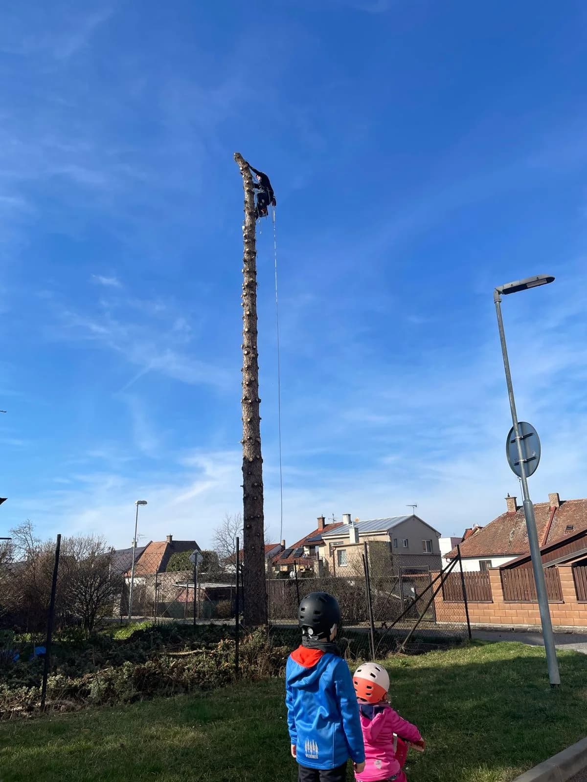 Kácení stromu ve městě