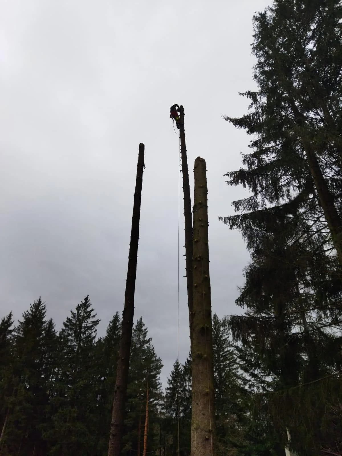 Arborista na mrtvých smrcích v lese