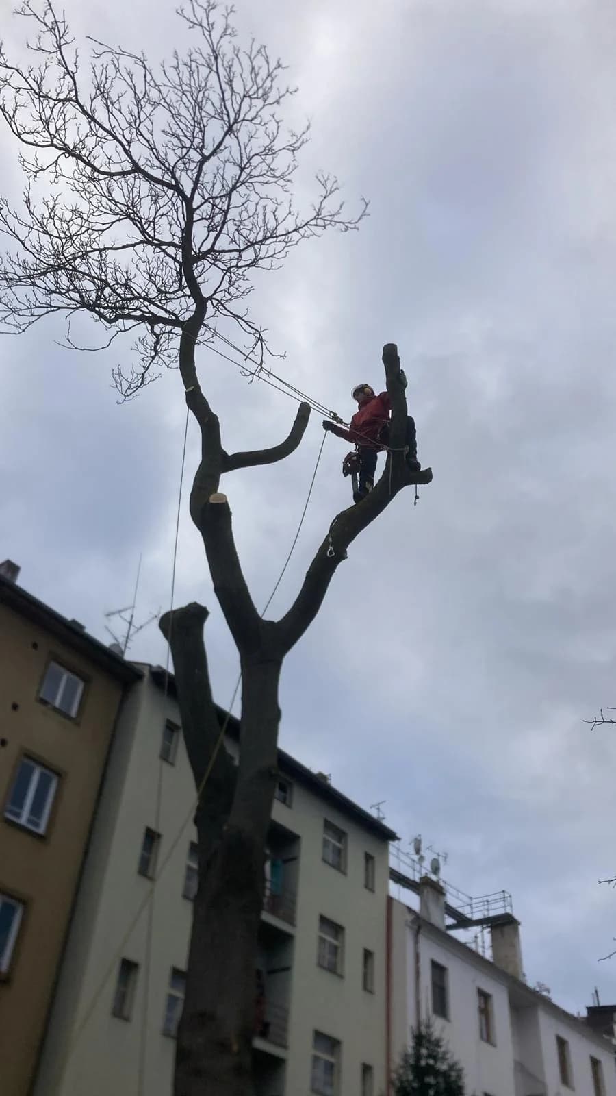Kácení stromu u bytového domu