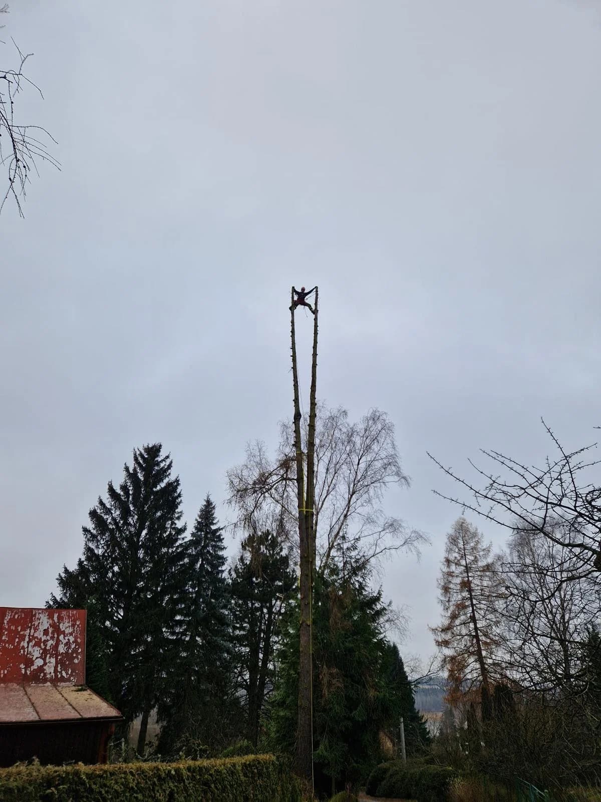 Arborista na vrcholu vysokého stromu