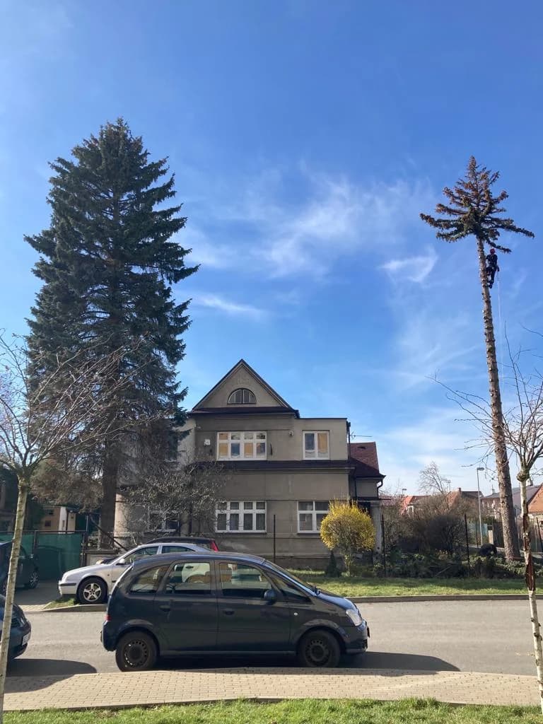 Kácení borovice u rodinného domu