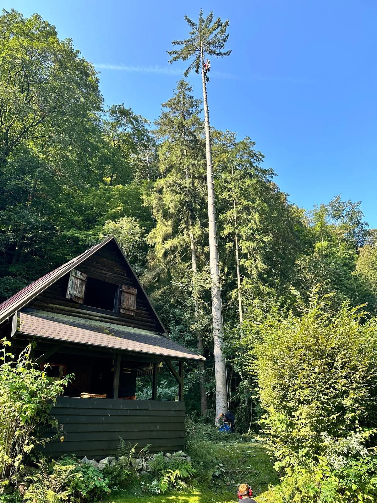 Vysoký smrk u chaty – kácení