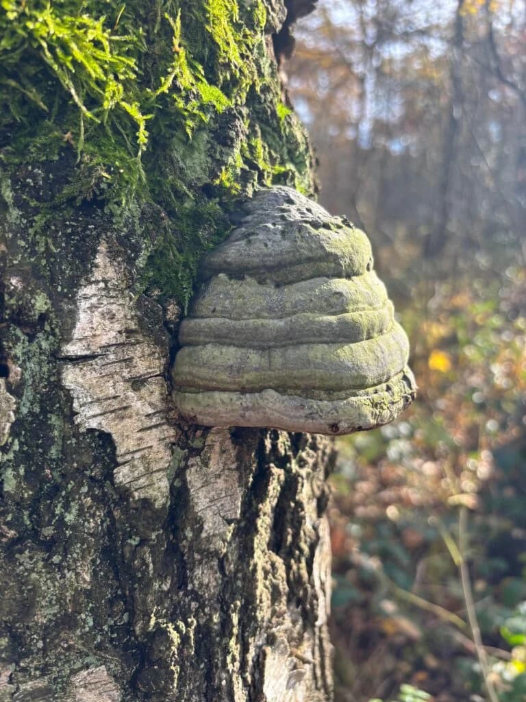 Odborné posouzení stromu – houba na kmeni jako indikátor poškození