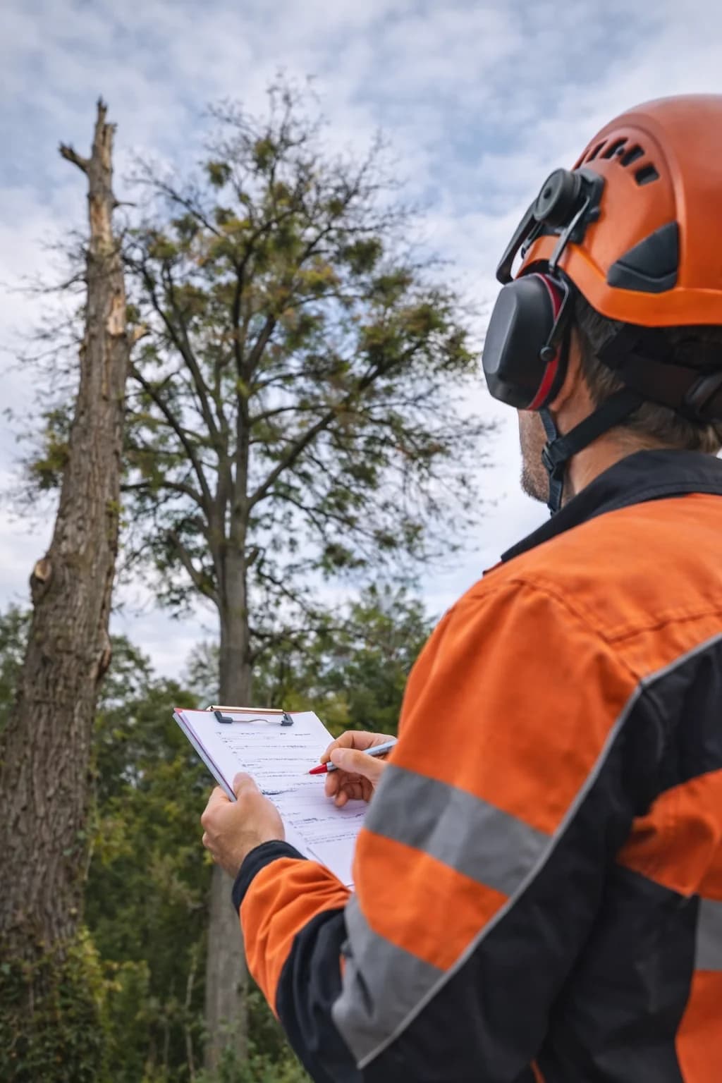 Arborista s clipboardem posuzuje strom