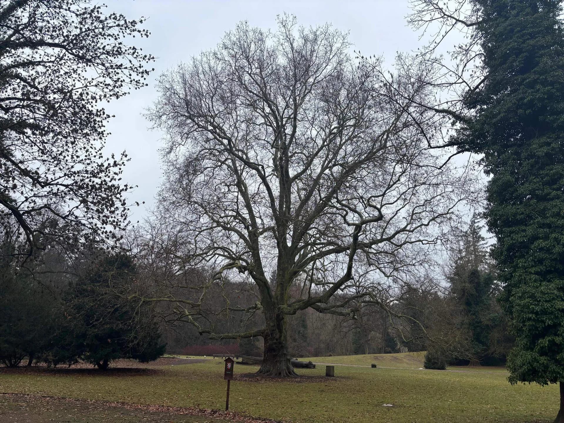 Velký listnatý strom v parku – posouzení