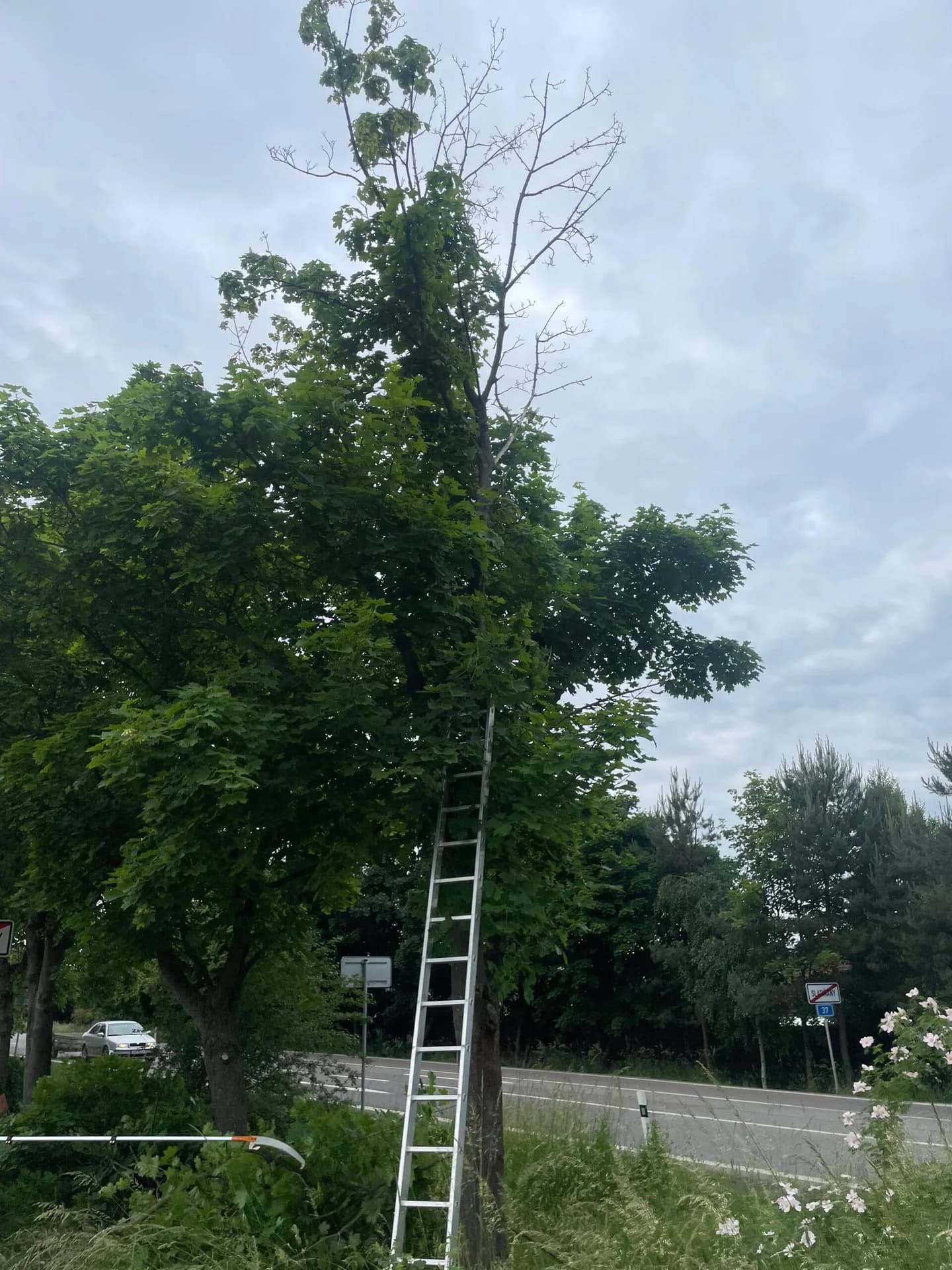 Bezpečnostní řez stromu