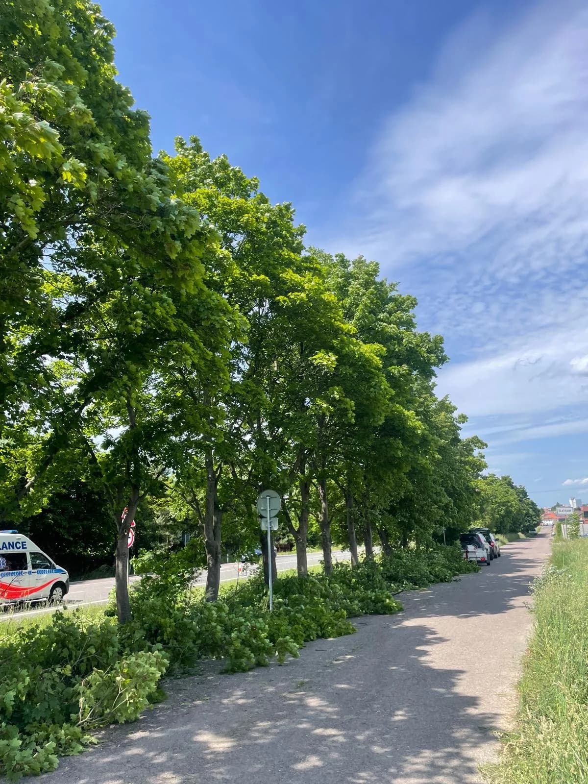 Řez alejových dřevin u silnice