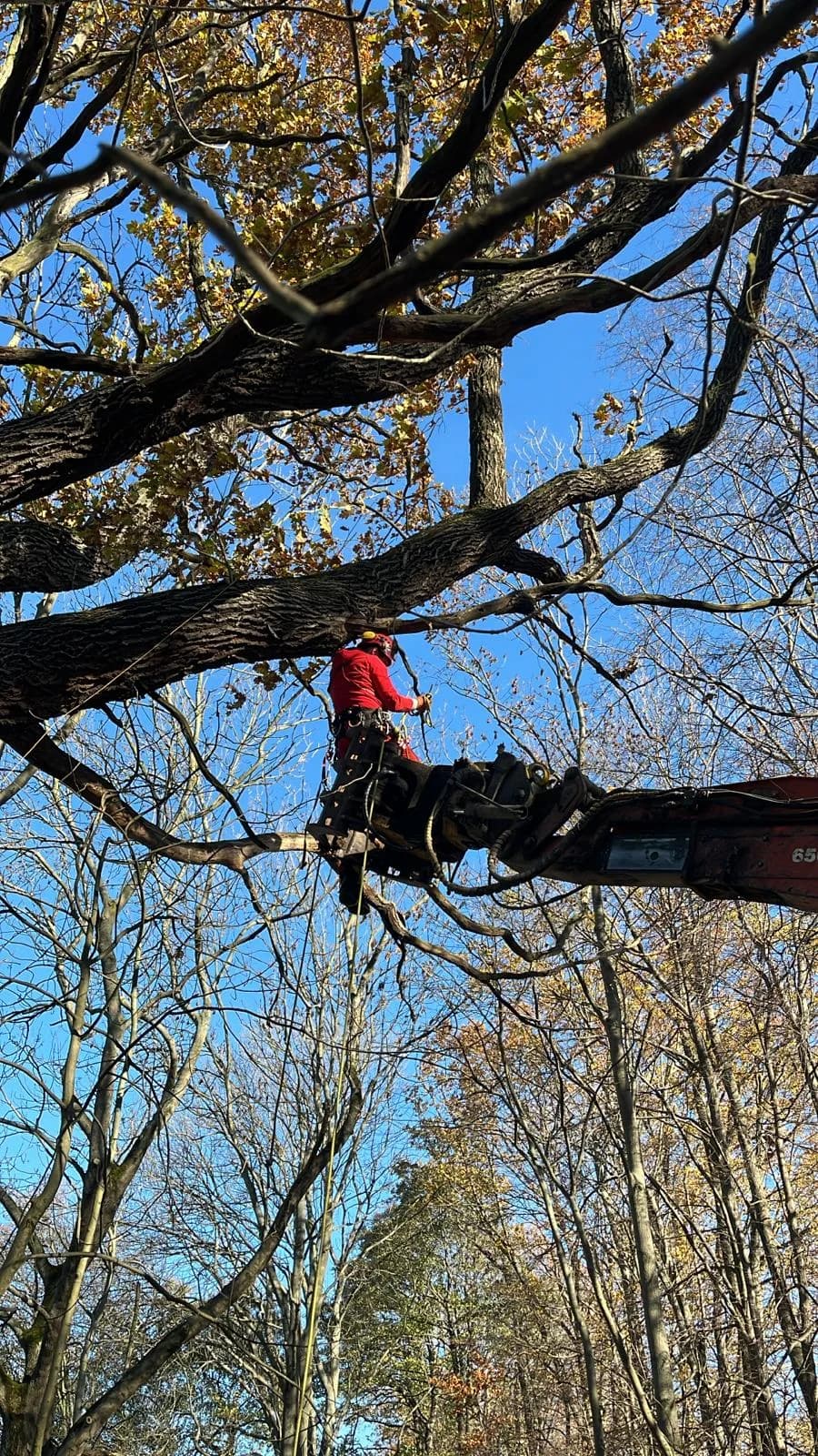 Řez dřevin – výsledek práce