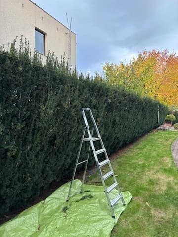 Stříhání živého plotu