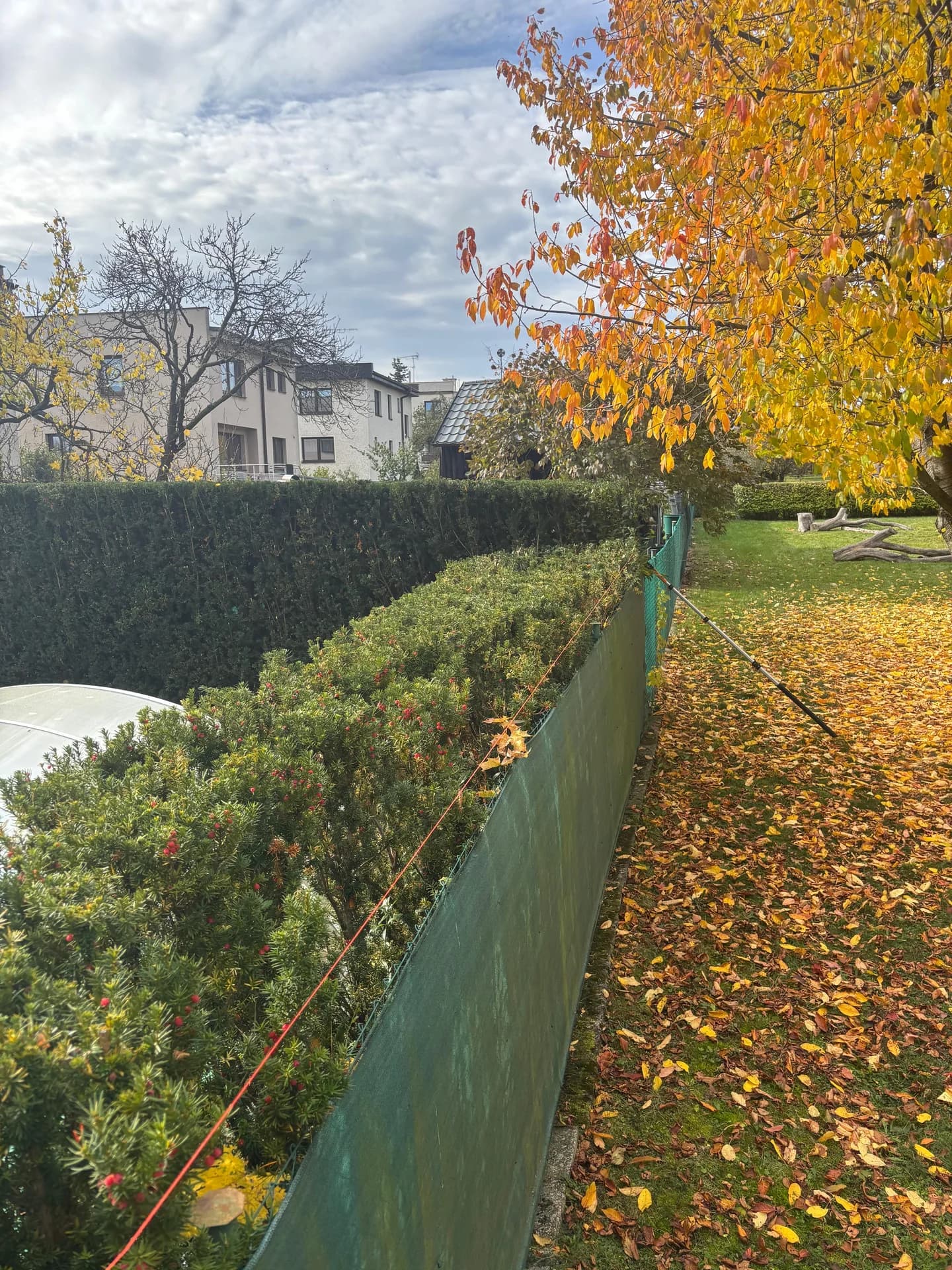 Živý plot po střihu