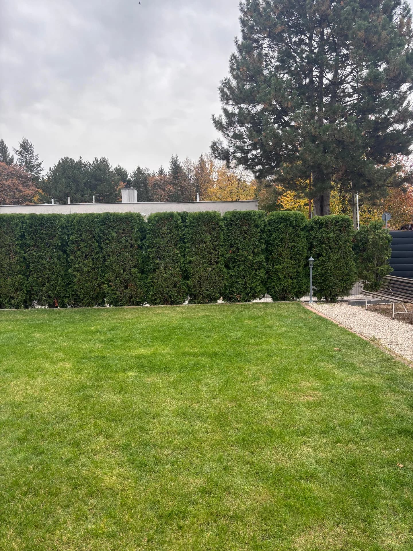 Zahrada s thuovým plotem po střihu