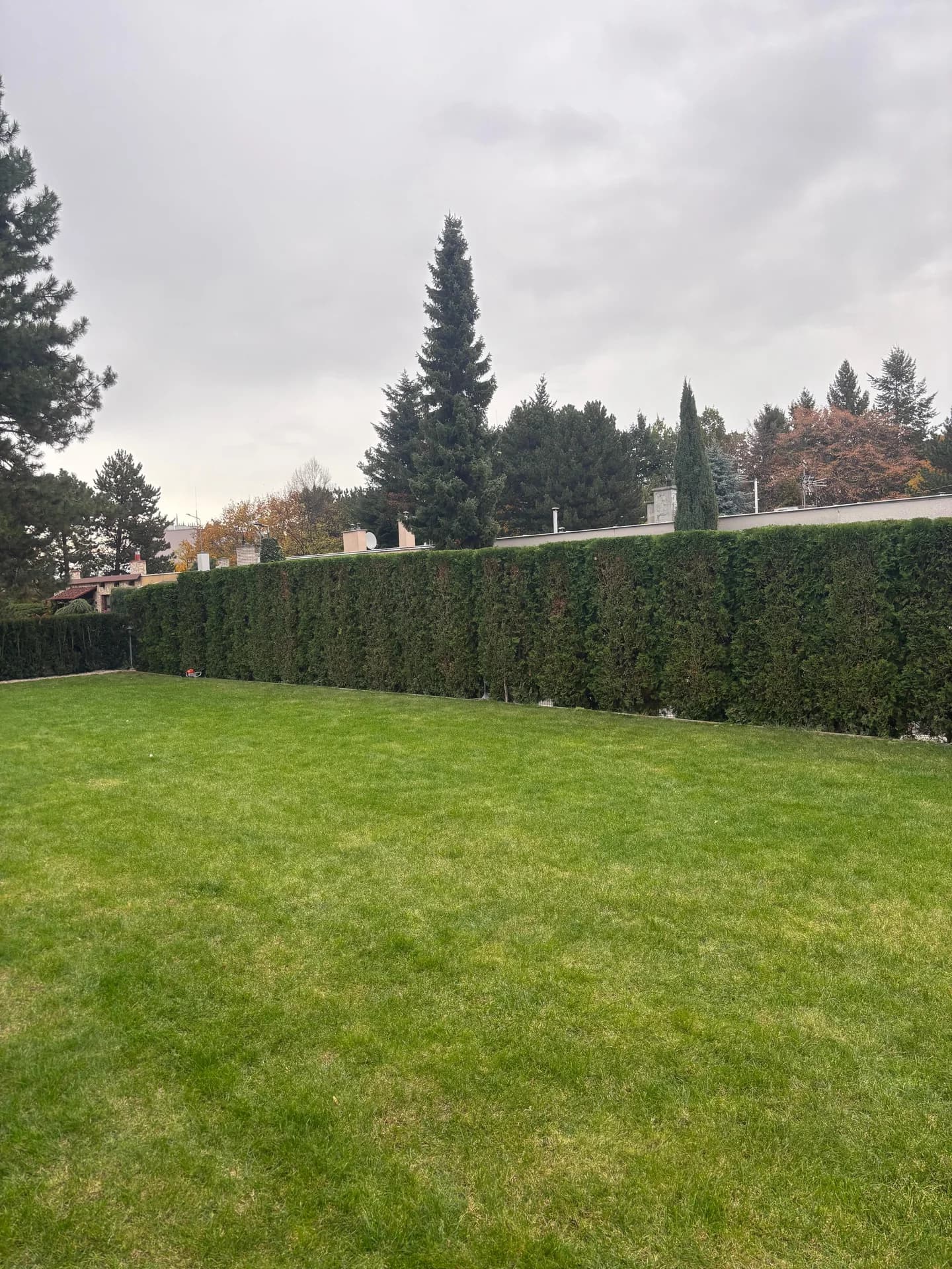 Živý plot po úpravě