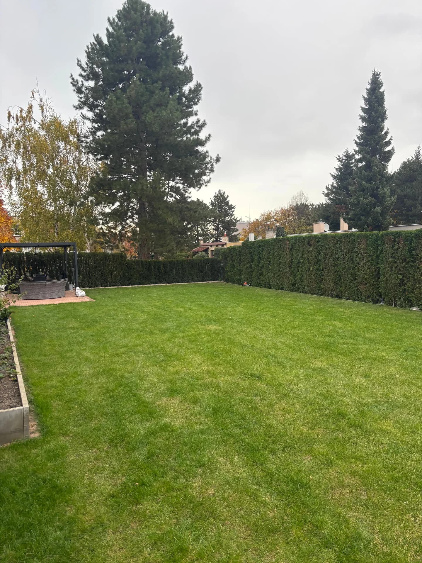 Živý plot po střihu, zahrada s trávníkem