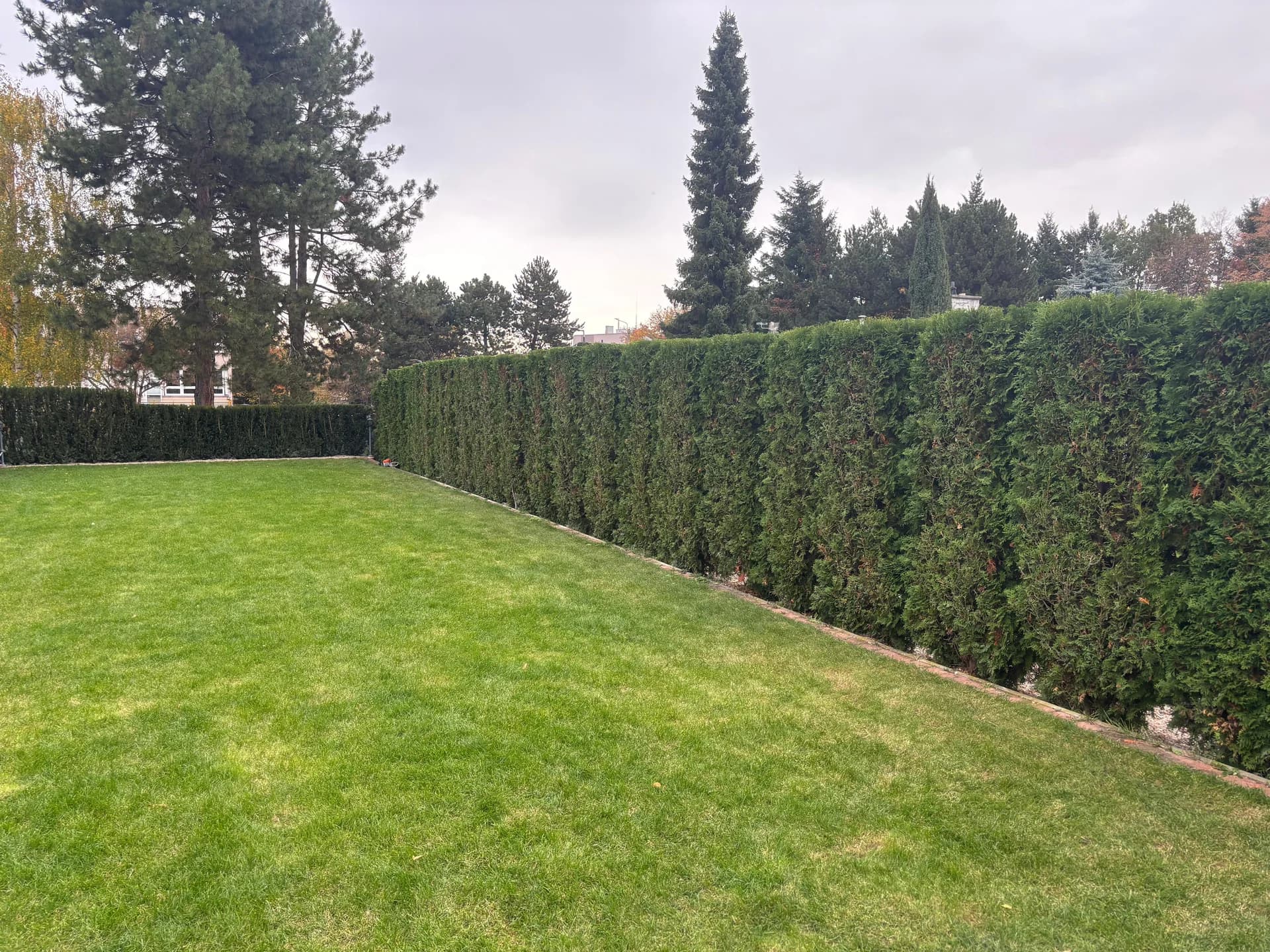 Thuový plot u bazénu po střihu