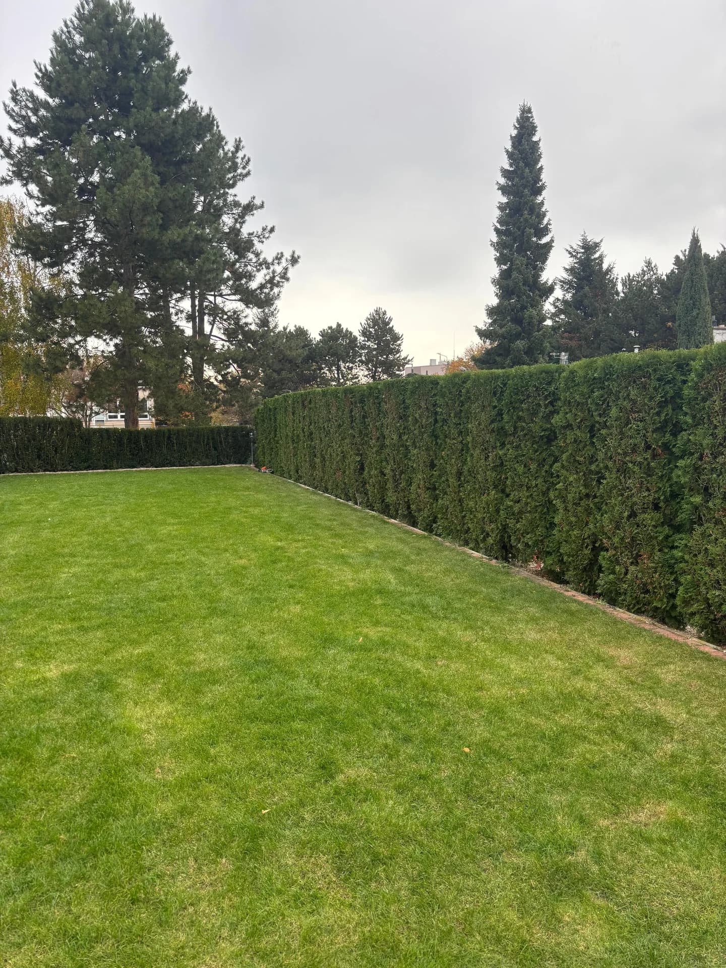 Živý plot s trávníkem – výsledek