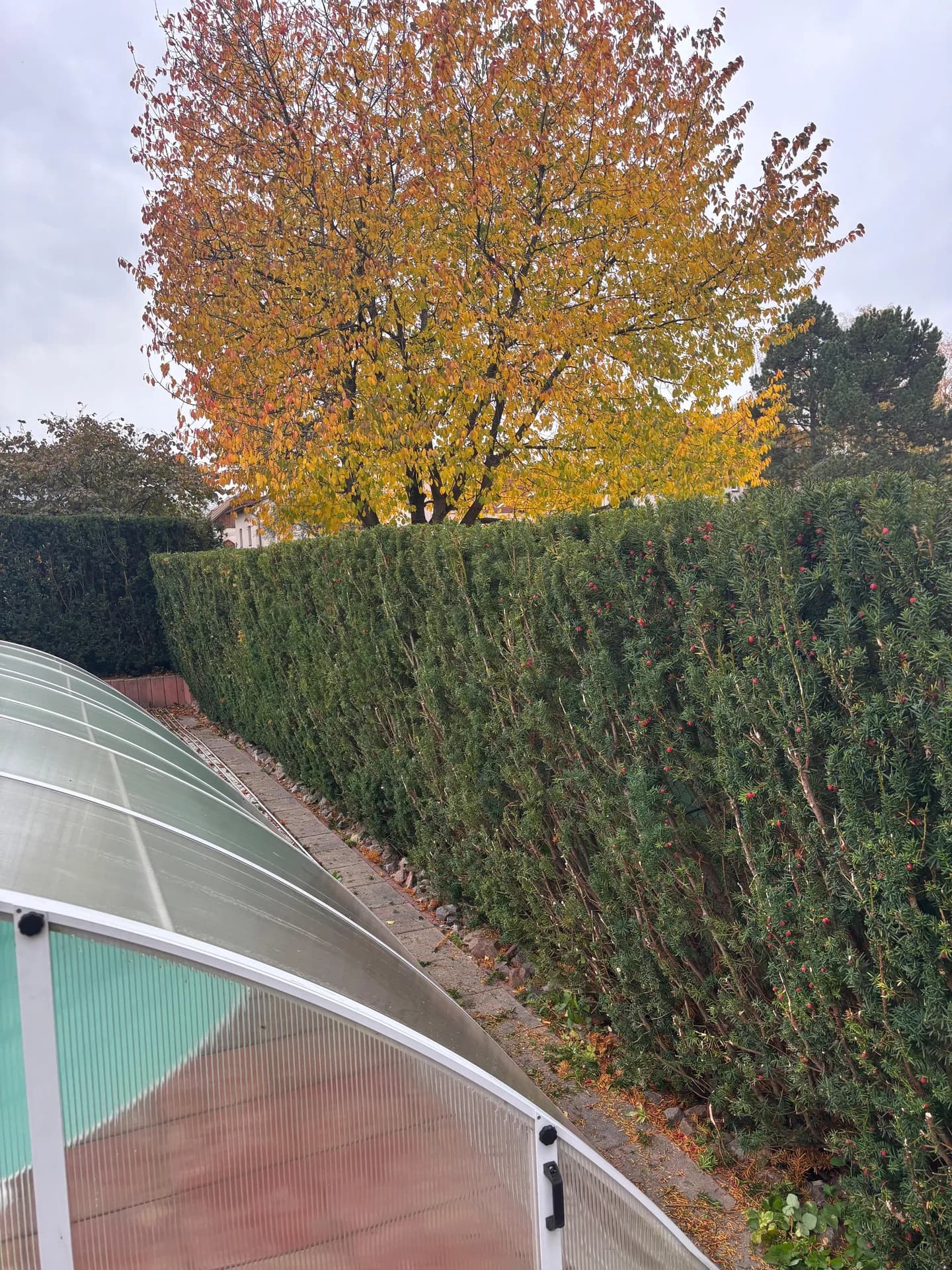 Thuový plot u bazénu – rohový pohled