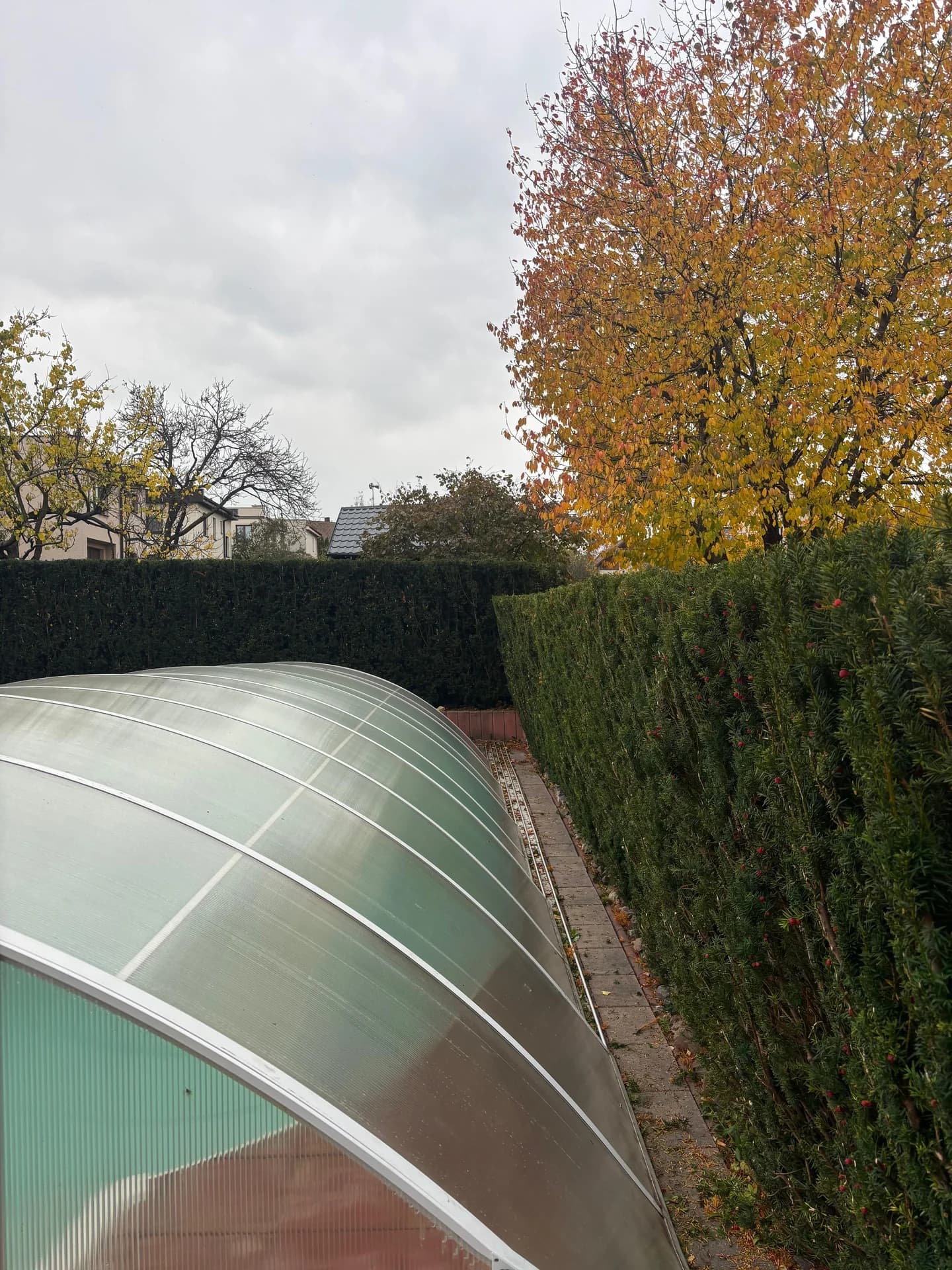 Živý plot – boční pohled po střihu