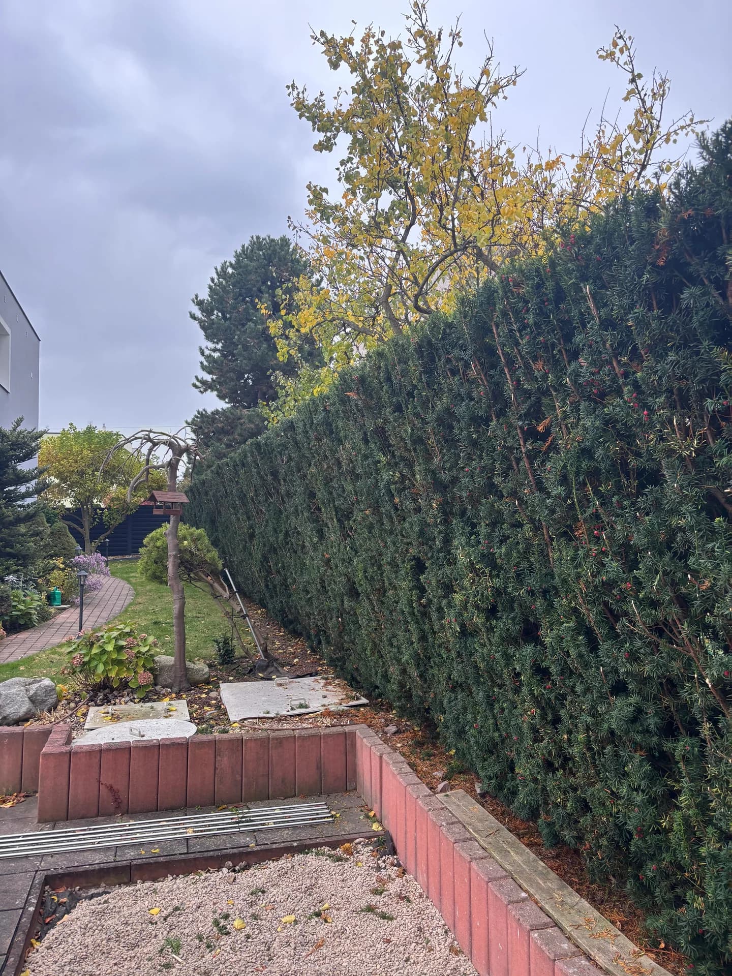 Zahrada s trávníkem a živým plotem