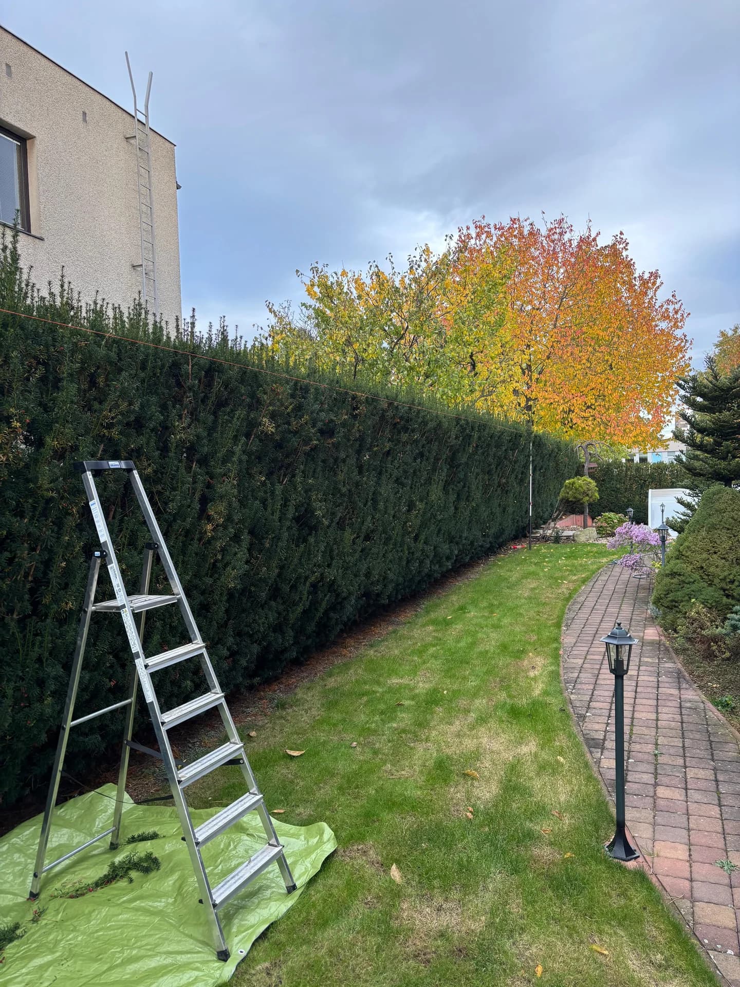 Živý plot před střihem