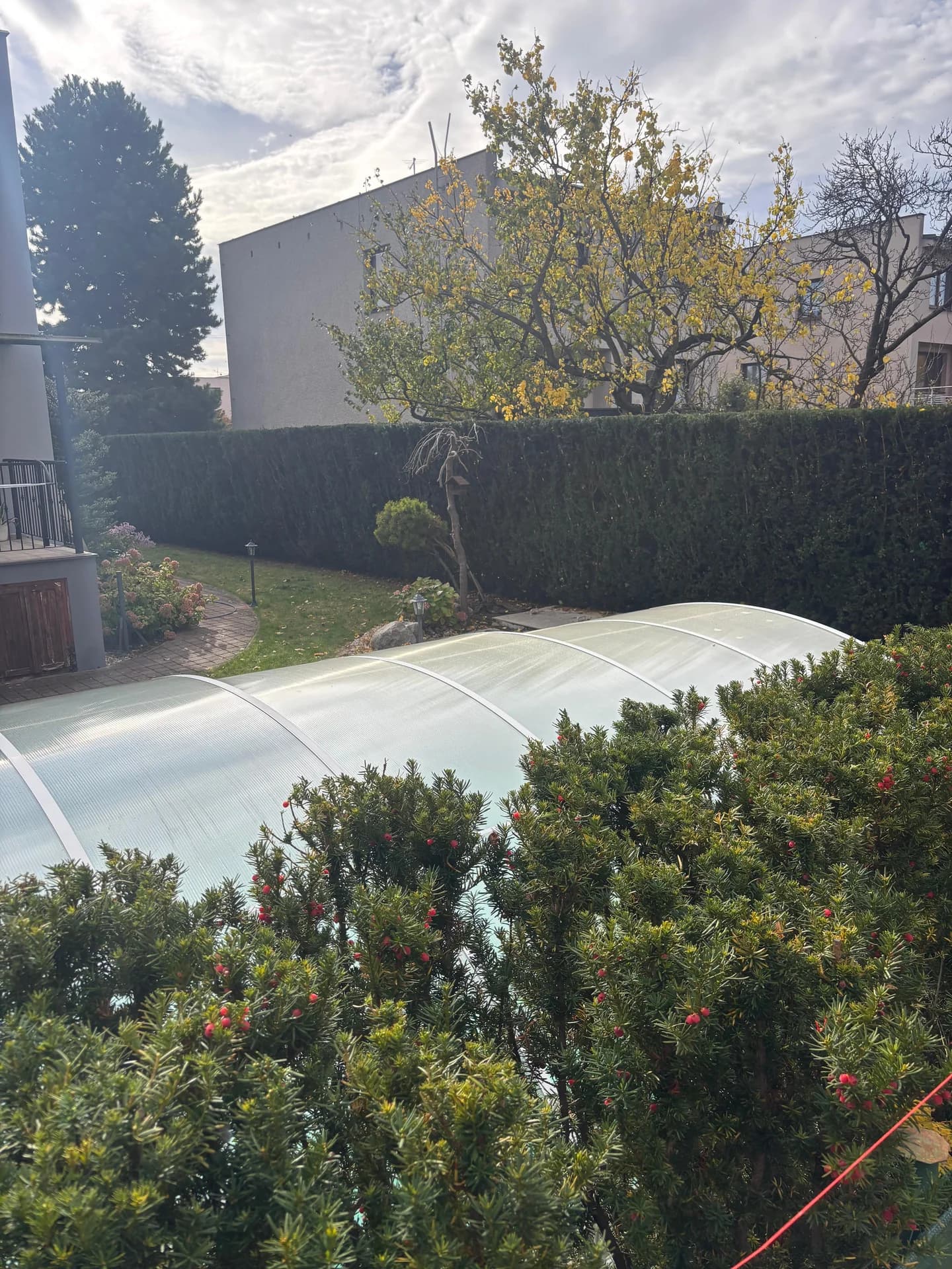 Zahrada s thuovým plotem před střihem