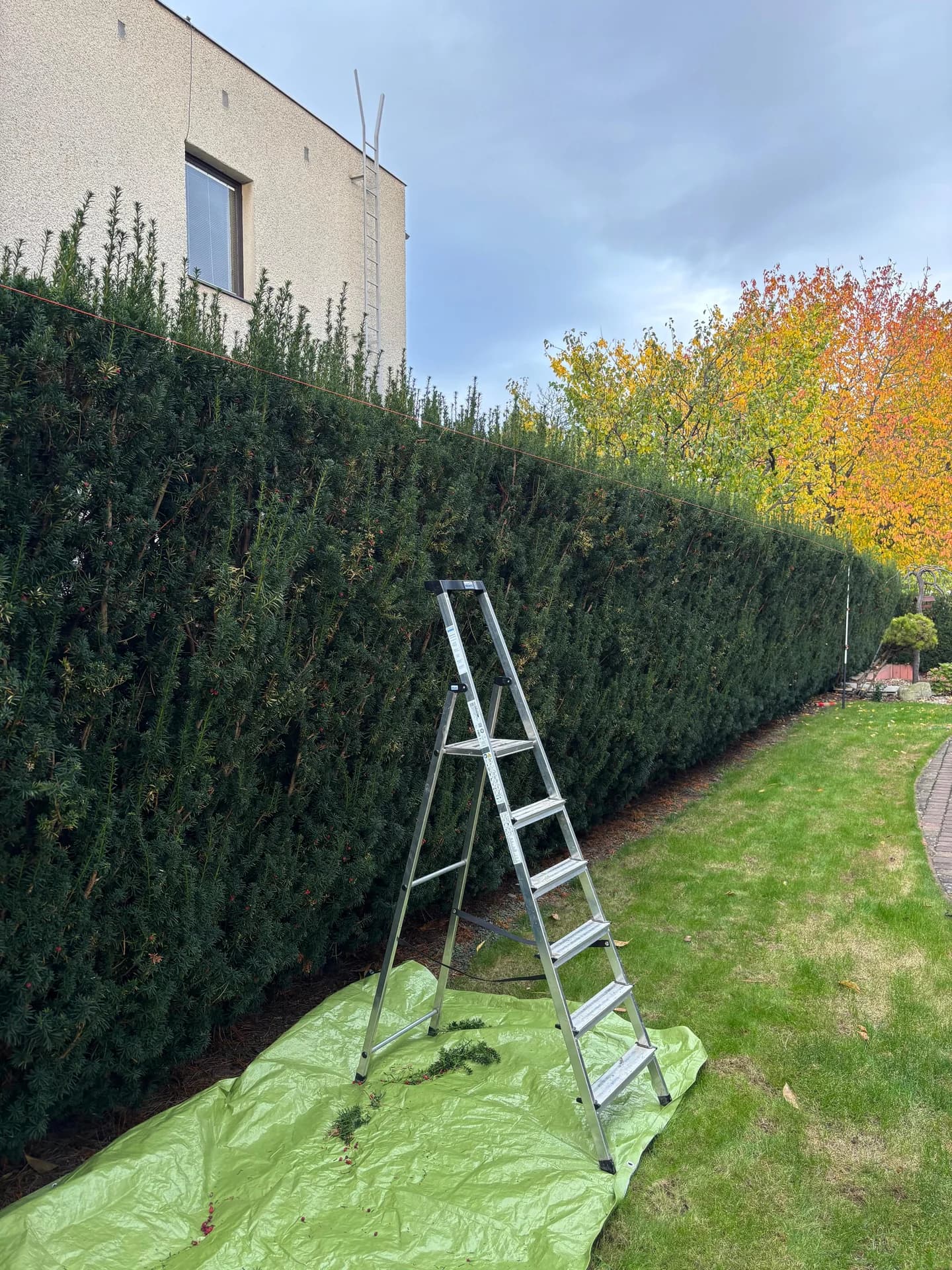 Thuový živý plot před střihem