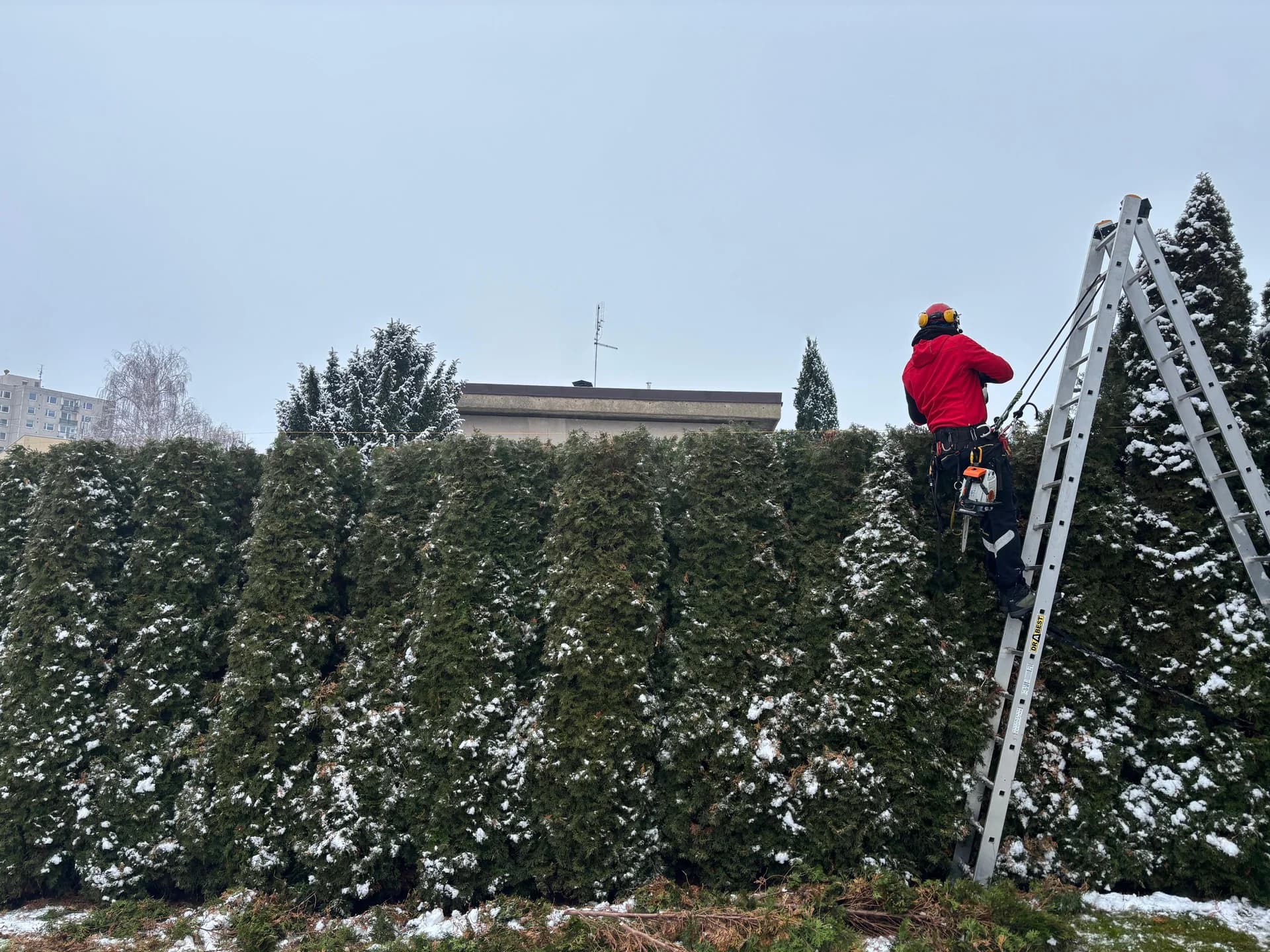 Údržba zeleně – stříhání živého plotu v zimě