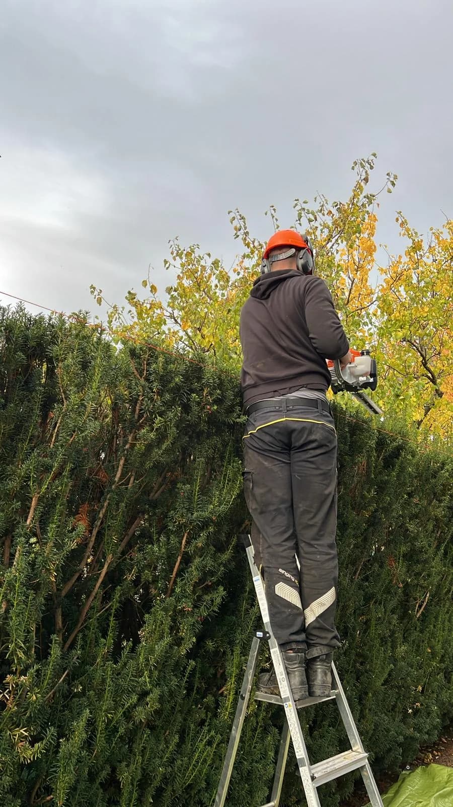 Odborná péče o zeleň
