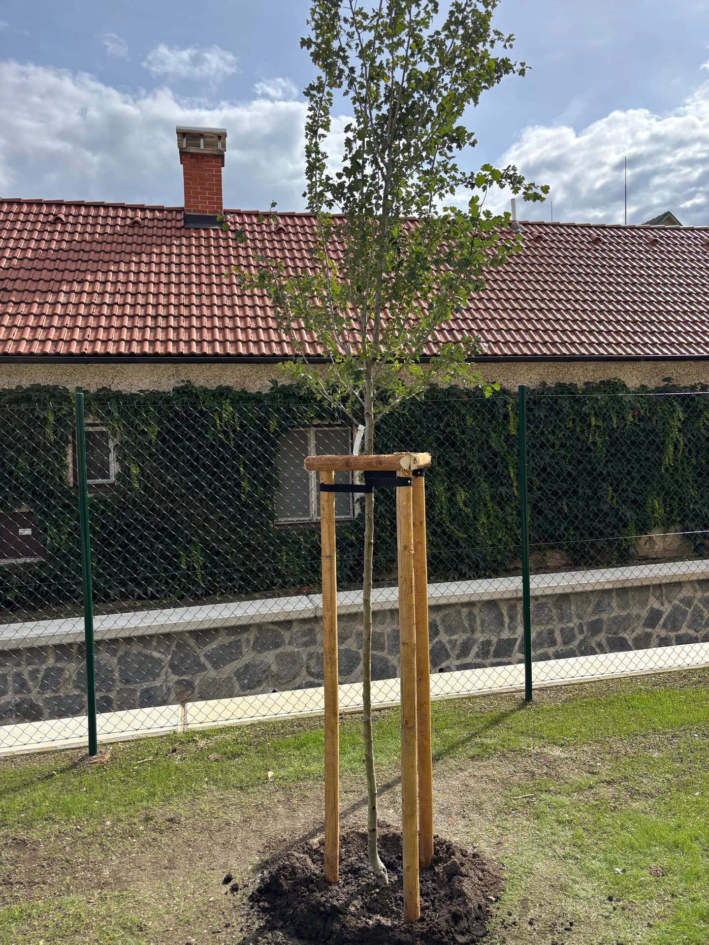 Nově vysazená bříza s oporou