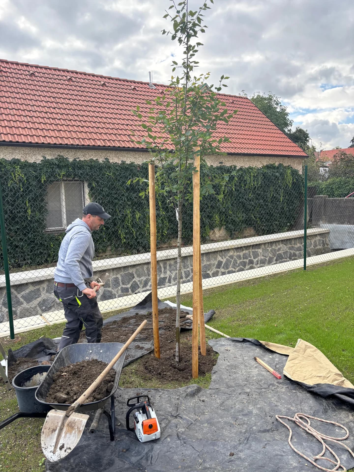 Výsadba stromu – dokončení práce